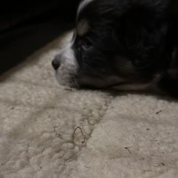 Australian Shepherd Puppies from Glacier Big Sky Aussies