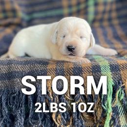 Storm - Yellow female Labrador Retriever puppy in Puyallup, Washington from 12 Door Farm Labradors