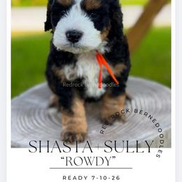 Marshal - Tri-color male Bernedoodle puppy in Syracuse, Utah from Redrockbernedoodles