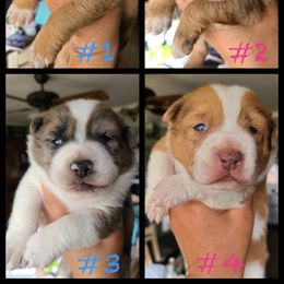Australian Cattle Dog and Australian Shepherd Puppies from Silver Bitch Stables