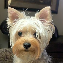 Gen Gen - Yorkshire Terrier