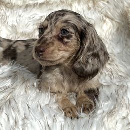 Chocolate and Cream Dapple - Dapple male Dachshund puppy in Kalama, Washington from Dazzling Doxies