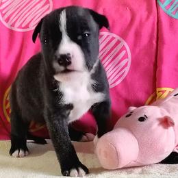 Belle - Black brindle female American Staffordshire Terrier puppy in Bastrop County, Texas from Ironheart American Staffordshire Terriers
