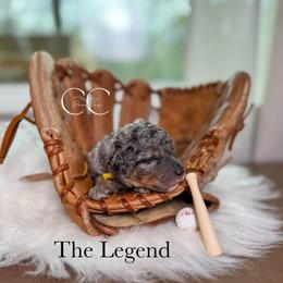The Legend - Merle male Bernedoodle puppy in Benton, Arkansas from Cozy Creek Doodles