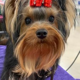 Yorkshire Terriers from Maria Rodriguez