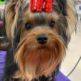 Yorkshire Terriers from Maria Rodriguez