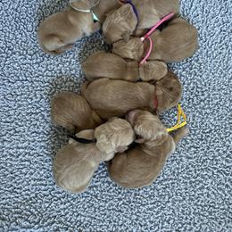 Boy 3 - Golden male Golden Retriever puppy in Modesto, California from Rooster Valley Golden Retrievers