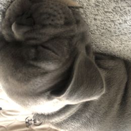 French Bulldog and Newfoundland Puppies from Haywire Frenchies & Newfoundland’s