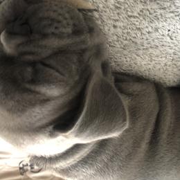 French Bulldog and Newfoundland Puppies from Haywire Frenchies & Newfoundland’s