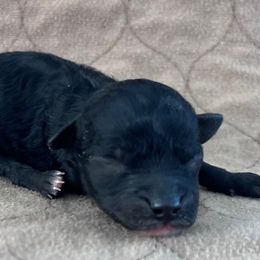 Jelly Bean - Black male Poodle puppy in Overbrook, Kansas from Hidden Springs Poodles LLC