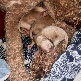 Girl 2 - Apricot female Goldendoodle puppy in Lancaster, California from Kid's Best Doodle