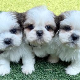 Shih Tzus from SHIH TZU HOUSE