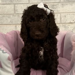 Girl 2 - female Poodle puppy in Snow Camp, North Carolina from Diamond D Poodles LLC