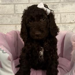Girl 2 - female Poodle puppy in Snow Camp, North Carolina from Diamond D Poodles LLC
