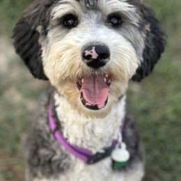 Bernedoodle Puppies from Salty Point Doodles
