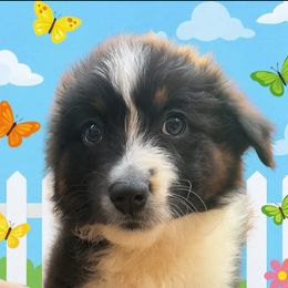Rhett - Black tri-color male Australian Shepherd puppy in Glen S AI Nt Mary, Florida from Southern Heritage Aussies