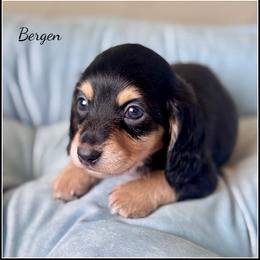 Bergen - Black and cream male Dachshund puppy in Livingston, Louisiana from DivaDoxi