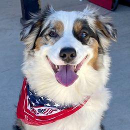Dolly - Australian Shepherd