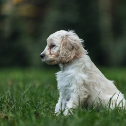 Cockapoo Puppies from Dana's Domain Cockapoos