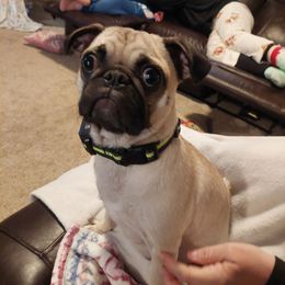 Moka May - Pug