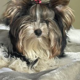Biewer Terrier All Grown Up from Puppy boutique