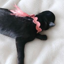 Pink Girl - Black female Belgian Sheepdog puppy in Virginia Beach, Virginia from Sea Major Belgians