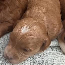 Daisy - Apricot female Goldendoodle puppy in Clarksville, Tennessee from Tennessee Goldendoodles, since 2014