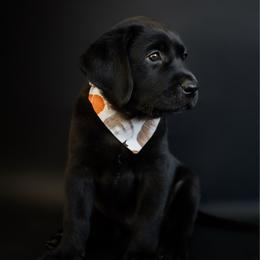 Labrador Retriever puppies from UC Labradors LLC
