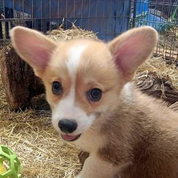 Sage bandana girl - Red female Pembroke Welsh Corgi puppy in Cherokee, Oklahoma from MCS Farms-OK