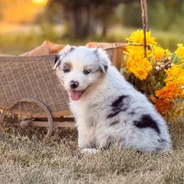 Aspen (Sara) - Blue merle female Australian Shepherd puppy in Wauneta, Nebraska from 4H Aussies