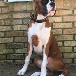 Boxer, Doberman Pinscher, and Siberian Husky All Grown Up from Archangel Boxers