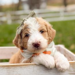 Rose - Girl 1 - Red female Bernedoodle puppy in Bellville, Ohio from Bernedoodle Buddies