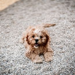Cavapoo, Cavapoochon, and Companion Cross Puppies from Habibi Bears