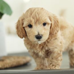 Maltipoo, Shichon, and Shihpoo Puppies from Timbercreek Puppies