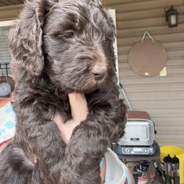 Goldendoodle Puppies from Dani’s Doodles
