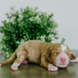 Boy 1 - Red  male Goldendoodle puppy in Spanish Fork, Utah from K Brand Doodles