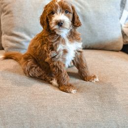 Goldendoodle Puppies from Ritzy Creek Doodles