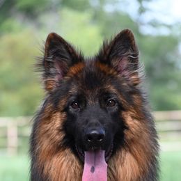Ornelia - Black and red female German Shepherd puppy in Azle, Texas from Nuckol's Canines German Shepherds