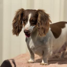 Sweetie - Dachshund