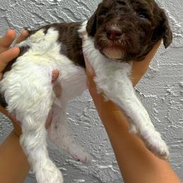 Shell - Chocolate female Goldendoodle puppy in Atlantic Beach, Florida from Glamorous Golden Doodles