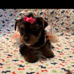 Mandy AVAILABLE NOW - Blue and gold female Yorkshire Terrier puppy in Brandenburg, Kentucky from Lil Amazing Paws Yorkshire Terriers