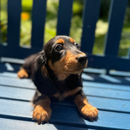 Rosa - Black and tan female Dachshund puppy in Coopersburg, Pennsylvania from Barks and Burrows