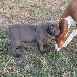 Cane Corso Puppies from Black Magic Cane Corso