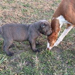 Cane Corso Puppies from Black Magic Cane Corso