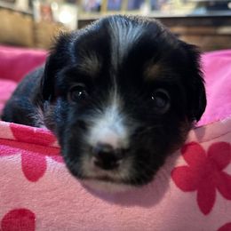 Girl 3 - Black tri female Toy Australian Shepherd puppy in Norwood, Massachusetts from Loyal Litters Toy Australian Shepherds