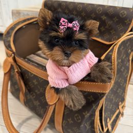 Perfection II - Black and tan female Yorkshire Terrier puppy in North Chelmsford, Massachusetts from Coastal Yorkshire Terrier Yorkies & Biewer Terriers