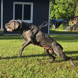 Rory Grace - Cane Corso