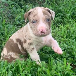 Light green collar male - Red merle male Catahoula Leopard Dog puppy in Gadsden, Alabama from Rich Cat’s