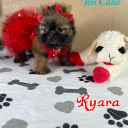 Kyara - Red female Shih Tzu puppy in Mercedes, Texas from Tzu Casa