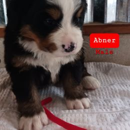 Bernese Mountain Dog Puppies from Varners Berners